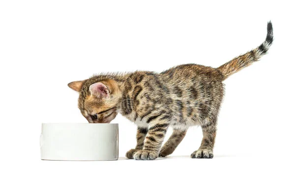 孟加拉猫在猫碗里吃东西 六周大 与白色隔离 — 图库照片