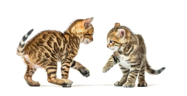 Zwei Bengalische Katzenkätzchen Die Zusammen Spielen Sechs Wochen Alt Isoliert — Stockfoto