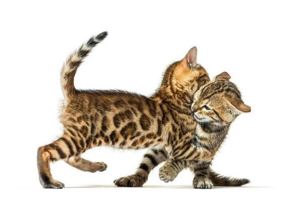 Two Bengal Cat Kittens Playing Together Six Weeks Old Isolated — Stock Photo, Image