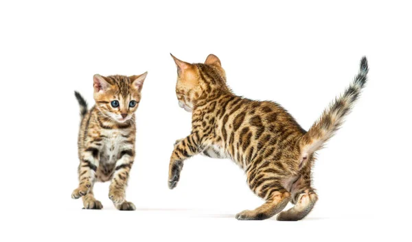 Dos Gatitos Bengala Gato Jugando Juntos Seis Semanas Edad Aislado —  Fotos de Stock