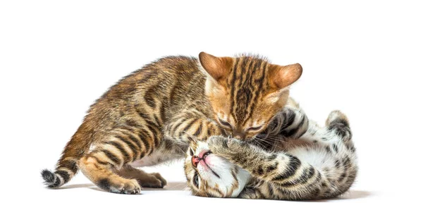 Two Bengal Cat Kittens Playing Together Six Weeks Old Isolated — Stock Photo, Image