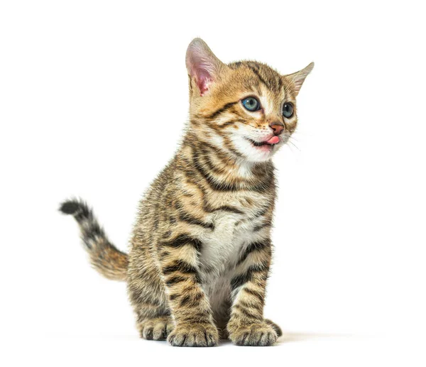 Bengal kedisi dudaklarını yalıyor, beş haftalık, beyaz tenli.