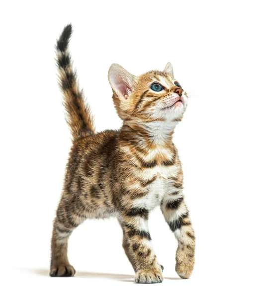 Bengala Gato Gatinho Olhando Para Cima Seis Semanas Idade Isolado — Fotografia de Stock