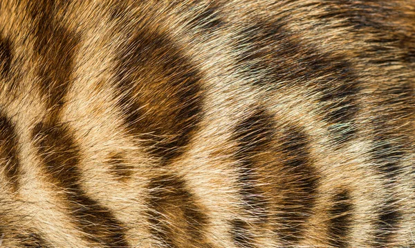 Close Bengal Cat Fur Animal Background — Stock Photo, Image