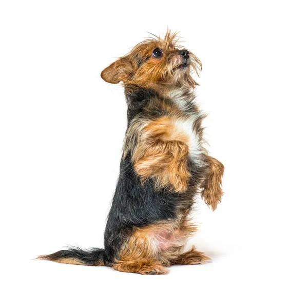 Шагги Смешанной Породы Собака Попрошайничает Задних Лапах Глядя Вверх — стоковое фото
