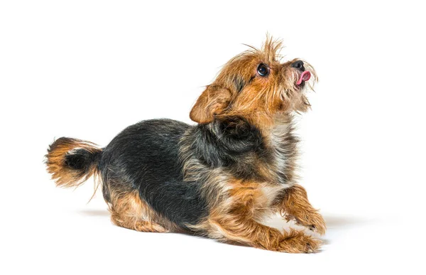 Shaggy Gemengde Ras Hond Likken Lippen Omhoog Kijken Geïsoleerd Wit — Stockfoto