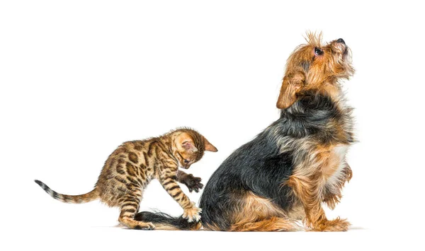 Bengaalse Kitten Spelen Verrassen Een Hond Door Zijn Rug Geïsoleerd — Stockfoto