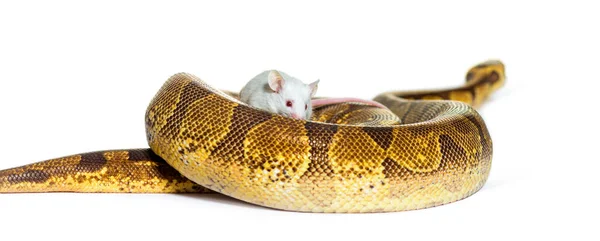 Ball Python Playing White Mouse Python Regius Isolated — Stock Photo, Image