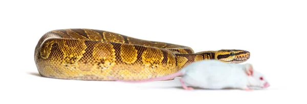 Bola Python Jogando Com Mouse Branco Python Regius Isolado — Fotografia de Stock