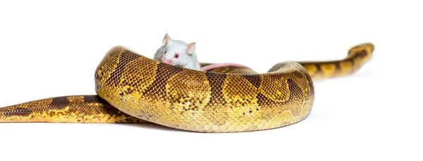 Bola Python Jogando Com Mouse Branco Python Regius Isolado — Fotografia de Stock