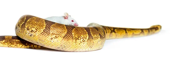 Pitón Pelota Jugando Con Ratón Blanco Python Regius Aislado —  Fotos de Stock