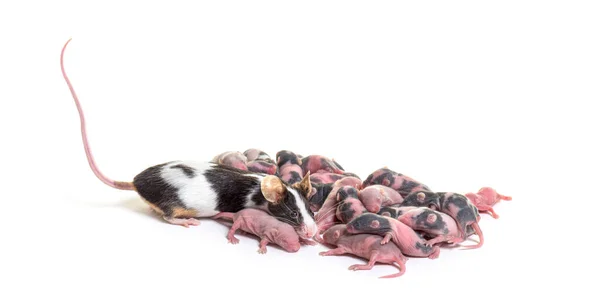 Nest Fancy Mouse Six Days Old Hairless Pups Mother Mus — Stock Photo, Image