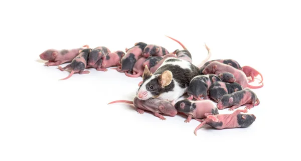 空想のマウスの巣 数日前の抜け毛のない子犬と母親 マウスの筋肉国内 白に隔離された — ストック写真