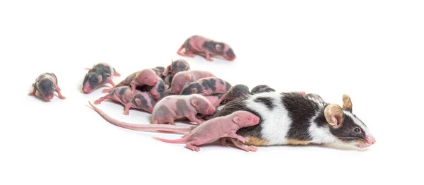 空想のマウスのコロニー 数日前の抜け毛のない子犬と母親 マウスの筋肉国内 白に隔離 — ストック写真