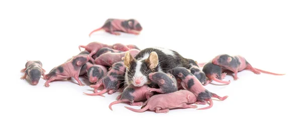 Colony Fancy Mouse Few Six Days Old Hairless Mice Pups — Stock Photo, Image