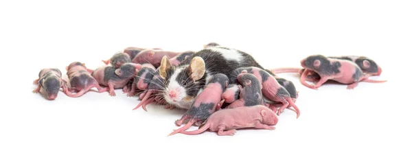 Colony Fancy Mouse Few Days Old Hairless Mice Pups Mother — Stock Photo, Image