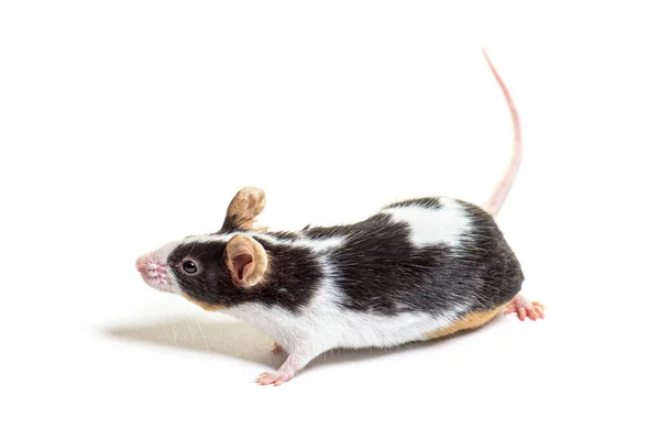 Black White Fancy Mouse Mus Musculus Domestica Isolated White — Stock Photo, Image