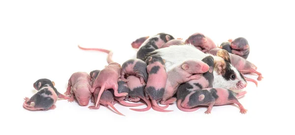 Kolonia Fantazyjnych Myszy Kilka Dni Bezwłosych Myszy Matka Odizolowane Białym — Zdjęcie stockowe