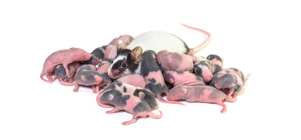 Kolonia Fantazyjnych Myszy Kilka Dni Bezwłosych Myszy Matka Odizolowane Białym — Zdjęcie stockowe