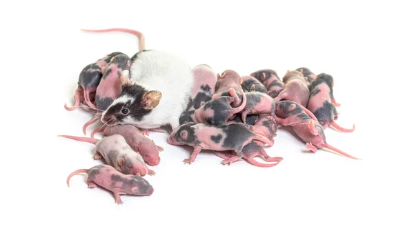 Colony Fancy Mouse Few Days Old Hairless Mice Pups Mother — Stock Photo, Image