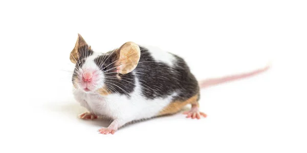 Φανταχτερό Ποντίκι Κοιτάζει Την Κάμερα Mus Musculus Domestica Απομονωμένο Λευκό — Φωτογραφία Αρχείου