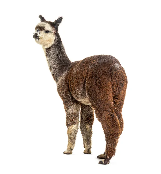 Achteraanzicht Van Een Rozengrijze Jonge Alpaca Die Wegkijkt Lama Pacos — Stockfoto