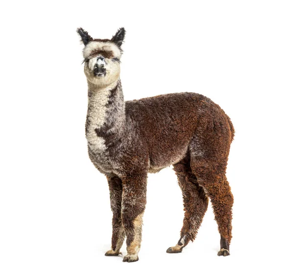 Vista Laterale Giovane Alpaca Grigio Rosa Lama Pacos — Foto Stock