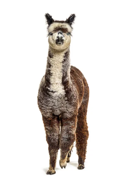 Front View Rose Grey Young Alpaca Lama Pacos — Stock Photo, Image