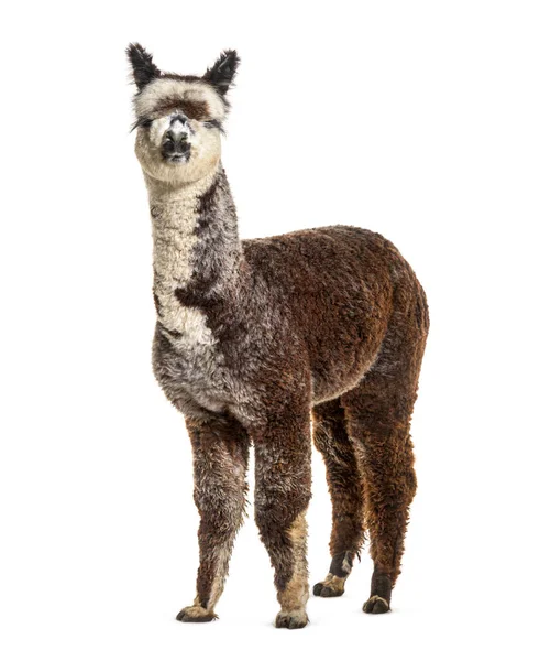 Vista Frontale Giovane Alpaca Grigio Rosa Lama Pacos — Foto Stock