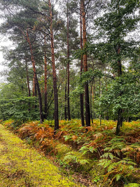 Montperche Gölü Nün Etrafında Yürüyüş Chambord Kalesine Yakın Sologne Loir — Stok fotoğraf