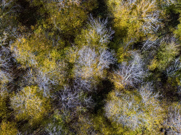 Vista Aérea Superior Floresta Decídua Outono Fundo Amarelo Colorido — Fotografia de Stock