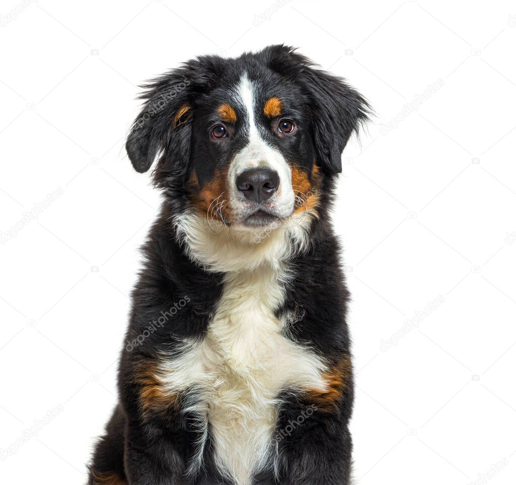 Portrait of a Bernese mountain dog, isolated on white