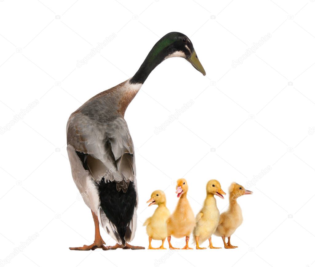 Indian Runner Duck and ducklings quacking