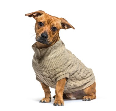 Mixed breed dog between French bulldog and Dachshund