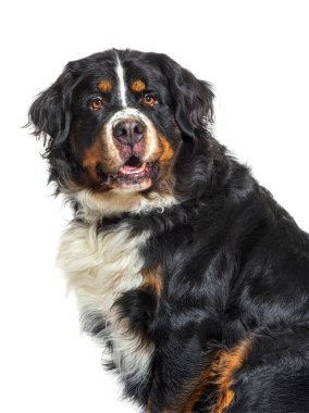 Old Bernese mountain dog portrait, isolated on white