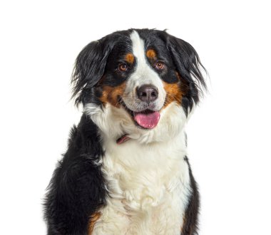 portrait of a young Bernese mountain dog panting, isolated on white