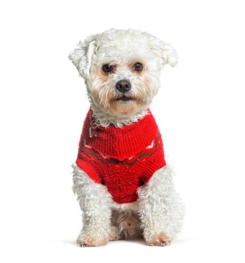 Bichon Frise sitting and looking at the camera wearing a red woollen coat, isolated on white