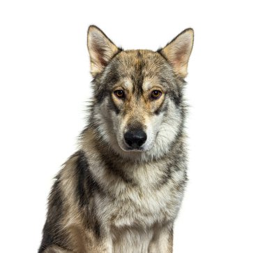 Potrtrait of a American wolfdog eight months old looking at tha camera, isolated on white