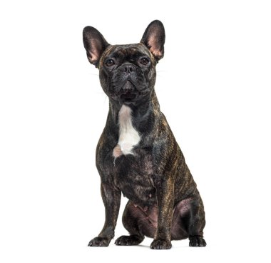 Dark brindle french bulldog sitting and looking at tha camera, isolated on white