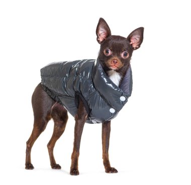 Crossbreed dog with a Chihuahua and unknow breed wearing a coat, isolated on white