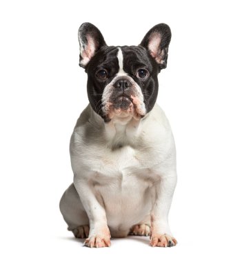 Black and white French Bulldog sit and looking at the camera, isolated on white