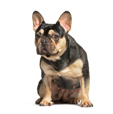 French bulldog sit in front, isolated on white