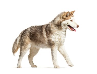 side view of a young Husky walking and panting, isolated on white