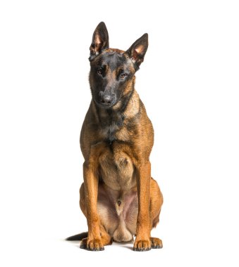 Malinois dog looking at the camera, isolate on white