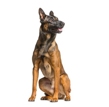 Malinois, belgian dog, sit, panting and looking up, isolated on white