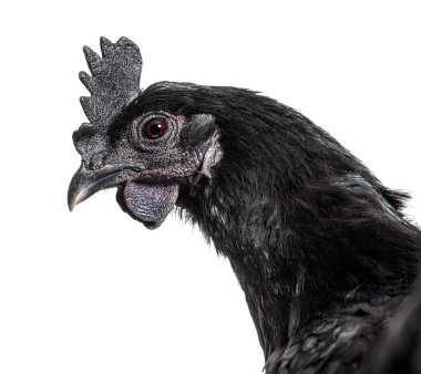 Head shot of Ayam Cemani hen, isolated on white