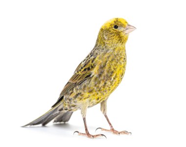 Kanarya ayakta - Lizzard mutasyonu - beyaz üzerinde izole
