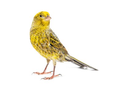 lizzard canary standing in front of a white background