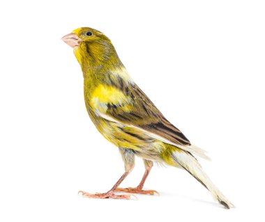 Rear view of a pied canary looking up isolated on white clipart