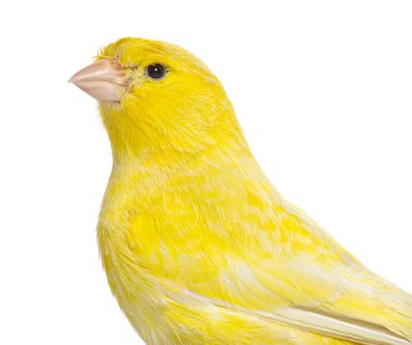 Close-up of a yellow canary isolated on white
